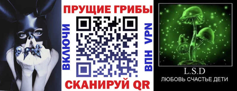 Псилоцибиновые грибы Psilocybine cubensis  Протвино 